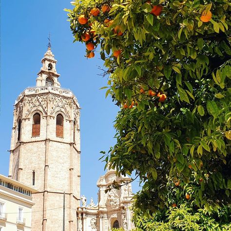 Orange trees blooming in Valencia 🍊⁣ ⁣ Valencia, Trees, Instagram, Orange Trees, Orange Tree, Spring Has Sprung, Ferry Building San Francisco, Orange, Building