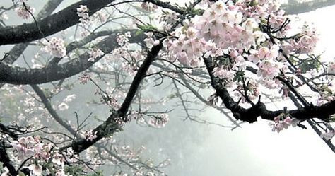 Photo Nature, Tumblr, Flowers Sakura, Pretty Flowers Pictures, Funny Banner, Dark Souls Artwork, Facebook Cover Images, Pretty Trees, Sakura Tree