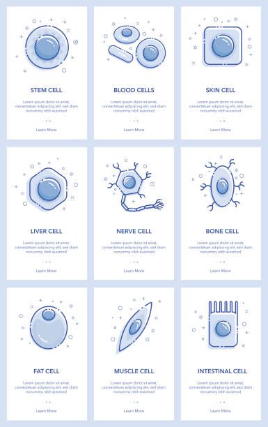 World's Best Stem Cell Stock Illustrations - Getty Images Stem Cells Art, Transplant Quotes, Cell Project Ideas, Cell Illustration, Cells Biology, Cells Art, Cell Project, Learn Biology, Biology Humor