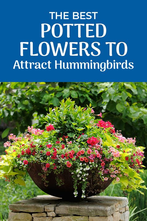 Hummingbird Habitat Gardens, Hummingbird Favorite Flowers, Hummingbird Potted Plants, Hummingbird Attracting Flowers, Flowers For Hummingbirds And Butterflies, Hummingbird Flowers Hanging Baskets, Flowers That Hummingbirds Like, Hummingbird Feeders Unique, Hummingbird Flowers For Planters