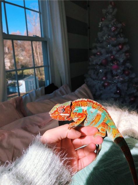 Funny Animal, Types Of Chameleons, Chameleon Pet, Cute Reptiles, Pretty Animals, Cute Creatures, Gecko, Exotic Pets, Cute Little Animals