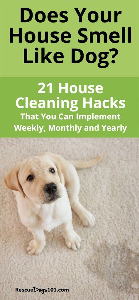 Does your house smell like dog? 21 house cleaning hacks that you can implement daily, weekly, monthly and yearly to remove the dog smell out of  your home! #dogs #puppy #cleaningtips #cleaninghacks #rescuedogs101 Getting Dog Smell Out Of House, Removing Dog Smell From House, How To Make Your House Not Smell Like Dog, Get Dog Smell Out Of House, How To Remove Dog Smell From House, How To Get Dog Smell Out Of House, Pet Smell Out Of House, Dog Smell Out Of House, House Cleaning Hacks