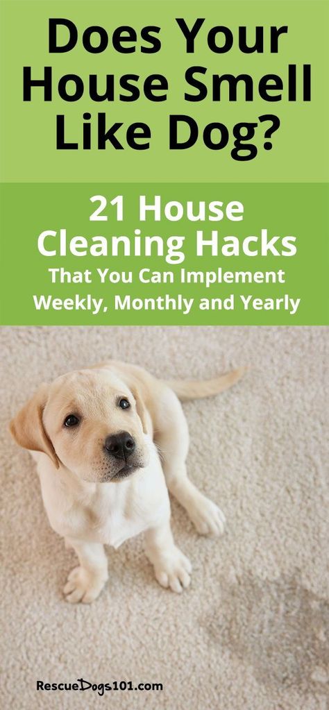 Does your house smell like dog? 21 house cleaning hacks that you can implement daily, weekly, monthly and yearly to remove the dog smell out of  your home! #dogs #puppy #cleaningtips #cleaninghacks #rescuedogs101 How To Make Your House Not Smell Like Dog, Removing Dog Smell From House, Get Dog Smell Out Of House, How To Remove Dog Smell From House, Pet Smell Out Of House, How To Get Dog Smell Out Of House, Dog Smell Out Of House, House Cleaning Hacks, Dog Pee Smell