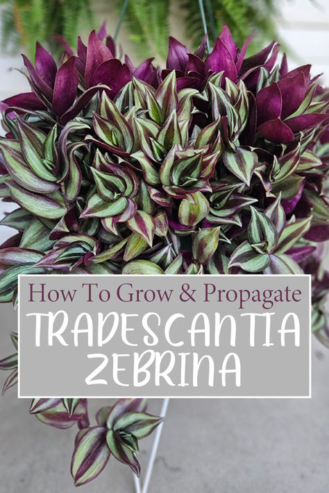 A vibrant purple and green tradescantia zebrina houseplant with the text "How to Grow and propagate tradescantia zebrina" in a gray text box. House Plants, Wandering Dude Plant, Indoor Trellis, Inch Plant, Succulent Pots, You Call, How To Grow, Low Maintenance, Indoor Plants