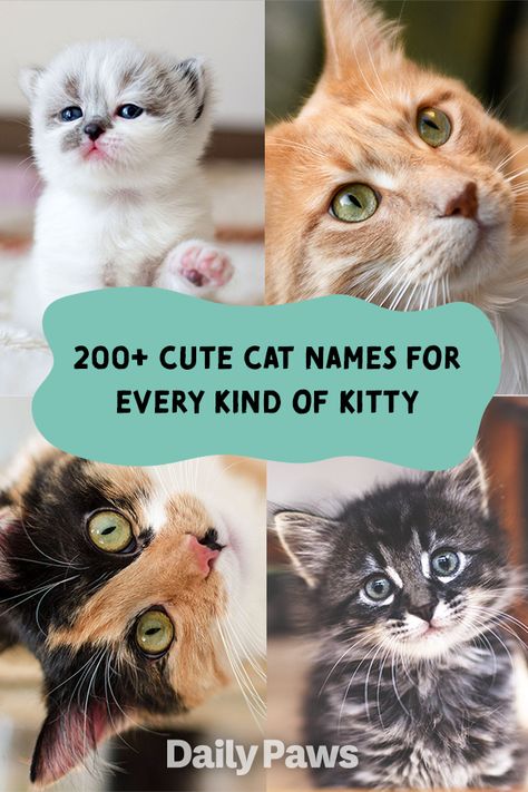 Names For Cats Aesthetic, Aesthetic Kitten Names, Unique Cat Names Aesthetic, Pet Names For Cats, Cat Names Aesthetic, Cat Names Unique, Badass Cat Names, Cat Names List, Kitten Names Boy
