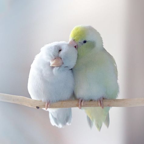 I Document A Storybook Love Between My Pastel Parrotlets, And The Result Will Melt Your Heart | Bored Panda Baby Parakeets, Burung Kakatua, Pacific Parrotlet, Burung Beo, Pet Birds Parrots, Funny Birds, Pet Bird, Pretty Birds, Bird Photo