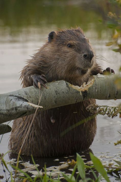 GHK Animals North American Beaver Grand Teton National Park North American Beaver, Regnul Animal, Photo Animaliere, Sweet Animals, Animal Planet, Nature Animals, Animal Photo, 귀여운 동물, Animals Friends