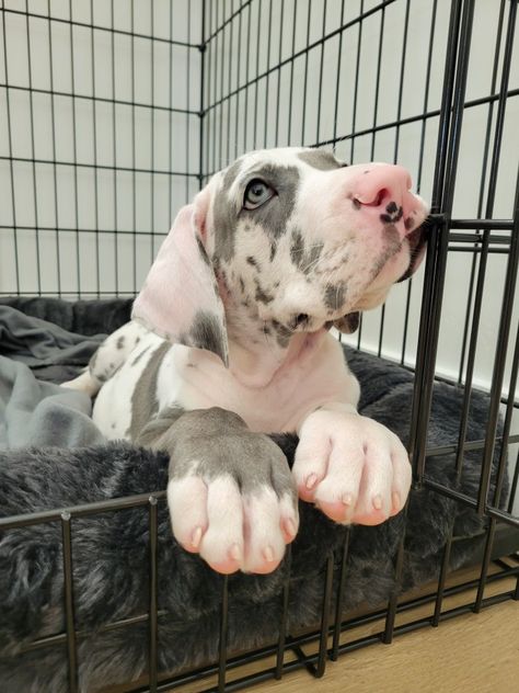 Gray Great Dane, Great Dane Puppy Aesthetic, Great Dane Pitbull Mix Dogs, Blue Harlequin Great Dane, Great Dane Blue Harlequin, Great Dane Tattoo, Puppy Great Dane, Great Dane Blue, Baby Great Dane