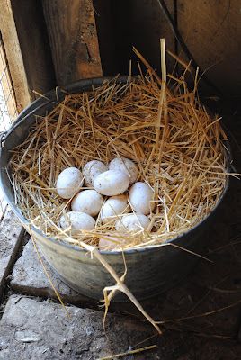 eggs... Bird Birthday Parties, White Eggs, Bird Birthday, Lambada, Chickens And Roosters, Farm Fresh Eggs, Farms Living, Down On The Farm, Rural Life