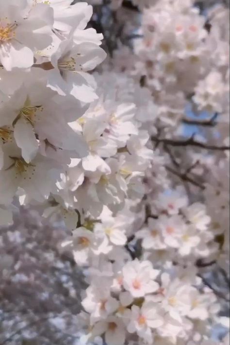 Flowers Aesthetic Videos, Flower Videos, Pretty Flowers Pictures, Flowers Video, Cherry Blossom Wallpaper, Saitama Japan, Japan Landscape, Cherry Flower, Flower Video