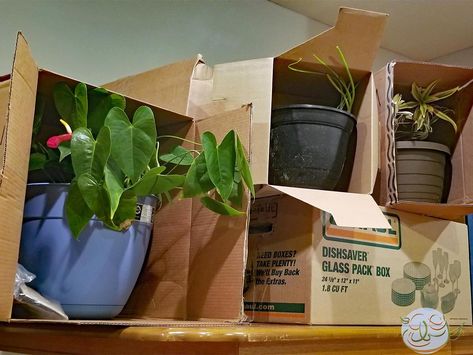 Moving houses is hard on your houseplants. Here's what I learned when moving cross-country with my container garden. Container Gardening, Container Garden, Long Distance, Moving Cross Country, Container Gardening Flowers, Gardening Flowers, Moving House, Cross Country, Flower Garden