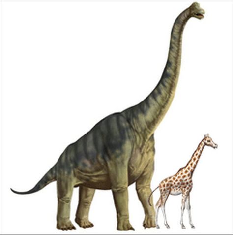 Why are giraffes shaped the same as the dinosaur Aptosaurus?   Giraffes for Kids: http://kids.sandiegozoo.org/animals/mammals/giraffe  Aptosaurus for Kids:  http://www.sciencekids.co.nz/sciencefacts/dinosaurs/apatosaurus.html Amigurumi Patterns, Giraffe For Kids, Big Iguana, Blue Jurassic World, Long Neck Dinosaur, Avatar Animals, Walking With Dinosaurs, Universal Studio, Dinosaur Images