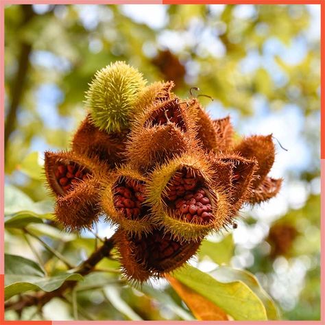 Permaculture, Annatto Seeds, Seed Logo, Seeds Benefits, Natural Food Coloring, American Dishes, Farm Garden, Peruvian Recipes, Intresting Facts