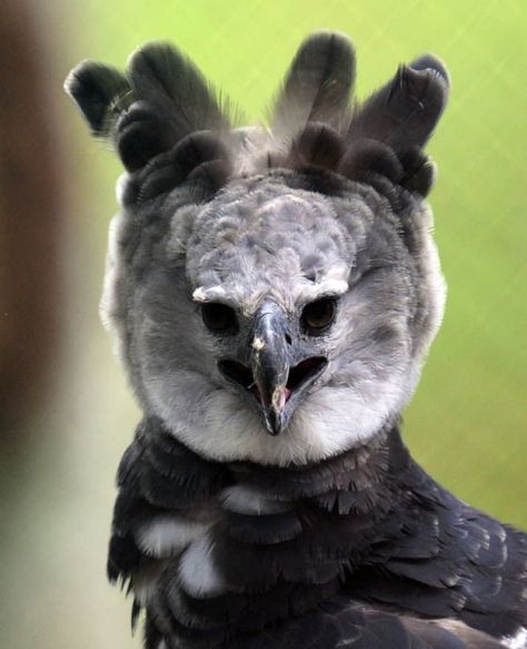 Proof The Harpy Eagle Is Seriously The Craziest Looking Bird Ever #eagles Nature, Harpy Eagle Aesthetic, Creepy Animals, Harpy Eagle, Wildlife Pictures, Rare Birds, The Zoo, Wildlife Animals, Pretty Birds