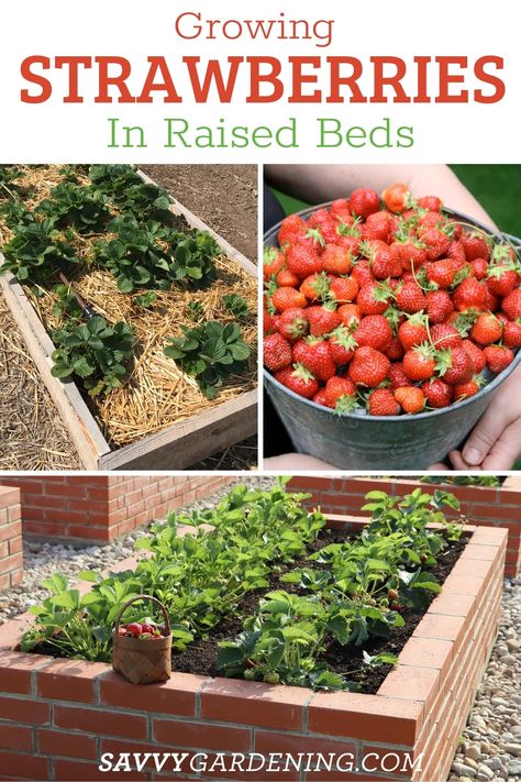 Growing Strawberries in Raised Beds - A Complete Guide Raised Beds For Strawberries, Raised Bed Fruit Garden, Raised Garden Beds Layout Veggies, Strawberries In Raised Beds, Raised Strawberry Beds, Building A Raised Bed, Fruit Garden Layout, Strawberry Growing, Types Of Strawberries