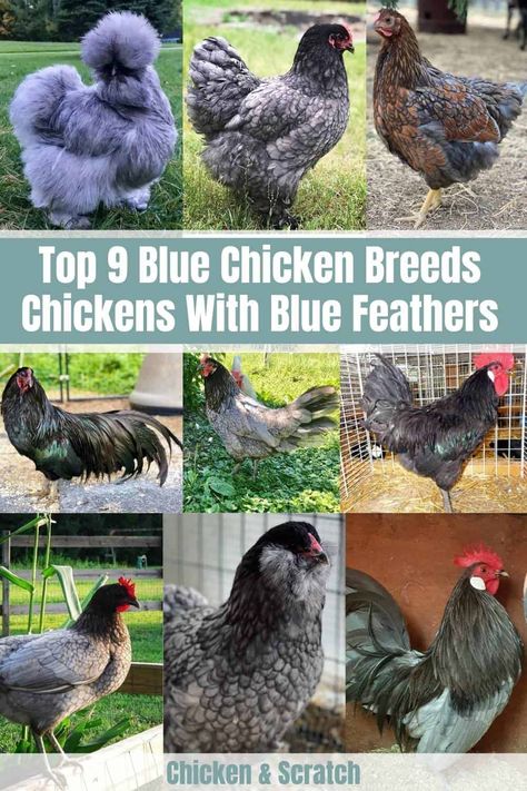 9 Blue Chicken Breeds - Chickens With Blue Feathers Blue Americana Chicken, Blue Silkie Chicken, Blue Laced Wyandotte Hens, Blue Orpington Chickens, Blue Australorp Chickens, Production Blue Chicken, Sapphire Splash Chicken, Sapphire Gem Chicken, Wyandotte Chicken Eggs