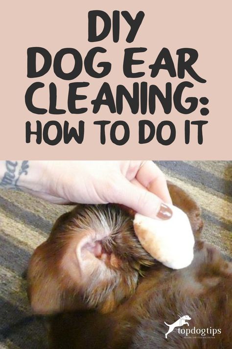 DIY dog ear cleaning isn't difficult, and the supplies you'll need are cheap. Cleaning a dog's ears regularly will prevent costly vet bills. Natural Dog Ear Cleaner Diy, Natural Ear Cleaner For Dogs, Diy Dog Ear Cleaner Recipes, Cleaning Dogs Ears Diy, How To Clean My Dogs Ears, Dog Ear Cleaning Solution Diy, Dog Ear Wash Recipe, Ear Wash For Dogs Diy, Clean Dogs Ears Diy