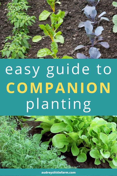 Do you want to grow a more productive vegetable garden? Have you ever heard of companion planting? Companion planting involves pairing crops with plants that can benefit each other, and it is a great way to give your vegetable garden a boost and maximize yields. Read on to learn more in our Easy Guide to Companion Planting Vegetables! Permaculture, Garden Planting Companions, Raised Bed Companion Planting, Companion Planting Vegetables Layout, Companion Gardening Layout, Permaculture Guilds, Okra Companion Planting, Carrot Companion Plants, Companion Planting Zucchini