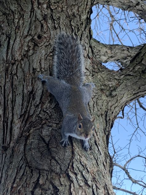 Nature, Grey Squirrel Photography, Squirrel Images, Drawing Squirrel, Tree Rat, Squirrel Drawing, Animal Tattoo Designs, Squirrel Tattoo, Eastern Gray Squirrel