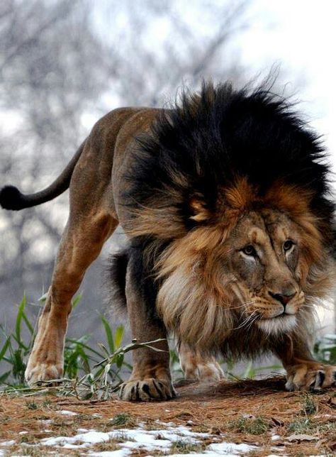 Black Mane Lion Cheetahs, Regnul Animal, Gato Grande, Majestic Animals, Large Cats, 판타지 아트, Animal Planet, Exotic Pets, Animal Photo