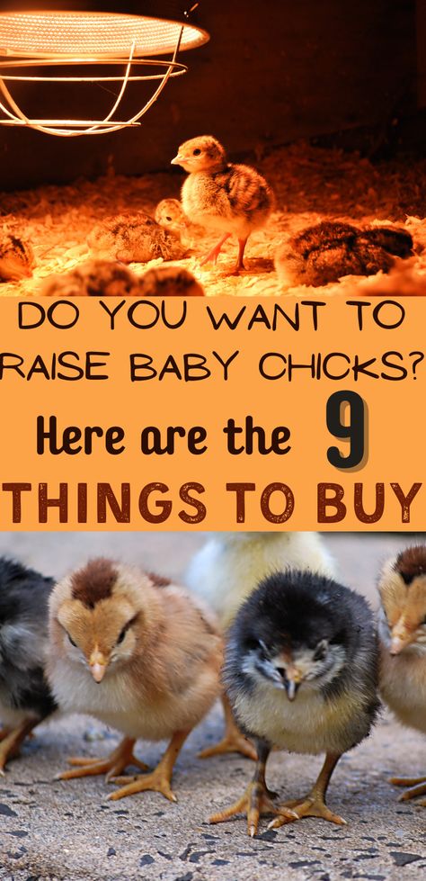 Caring For New Chicks, Chick Heat Lamp, Baby Chick Housing, How To Raise Baby Chicks, Quail Chicks Care, Baby Chick Checklist, How To Raise Chicks, How To Take Care Of Baby Chicks, Caring For Baby Chicks