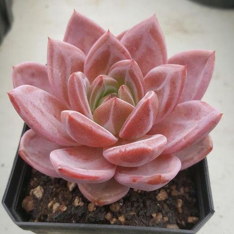 25 Most Charming Pink Succulents | Balcony Garden Web Ghost Plant, Pink Succulent, Types Of Succulents, Colorful Succulents, Pink Plant, Succulent Gardening, Succulents Indoor, Miniature Plants, Pink Leaves