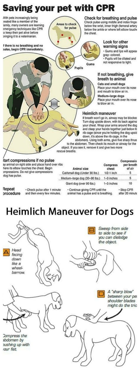 Heimlich Maneuver For Dogs, Heimlich Maneuver, Katt Grejer, Training Ideas, Fu Dog, Psy I Szczenięta, Akita Dog, Animale Rare, Dog Info