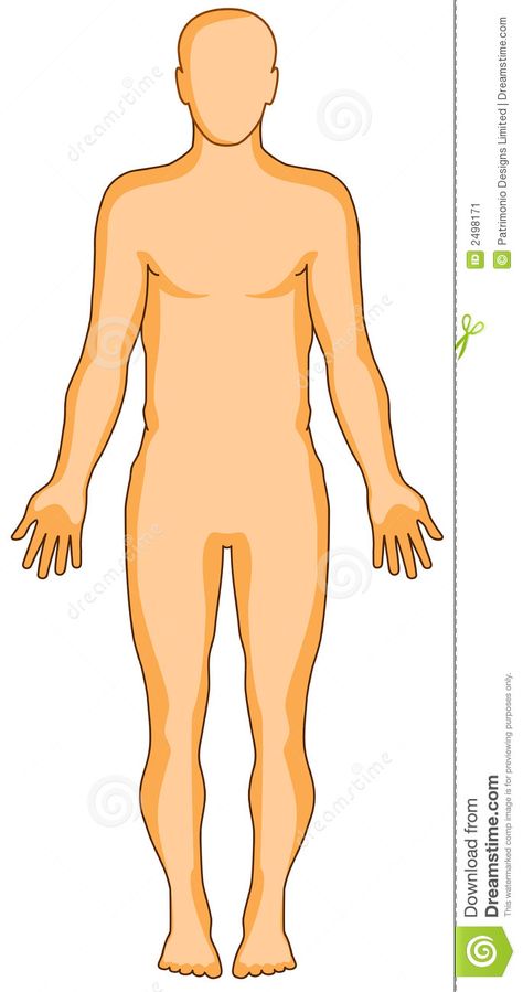 Human anatomy figure. Vector illustration showing the human anatomy #Sponsored , #anatomy, #figure, #human, #showing, #Human Human Anatomy Illustration, Human Body Diagram, Children Fashion Sketch, The Human Anatomy, Anatomy Illustration, مشروعات العلوم, Human Body Organs, Diy Mother's Day Crafts, Anatomy Lessons