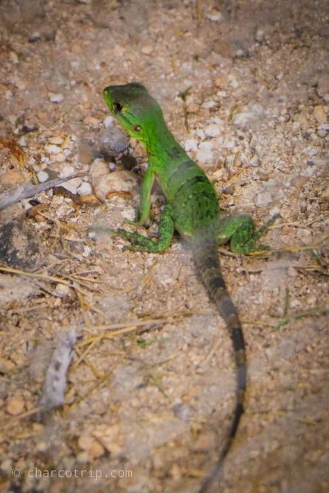 Iguana bebé en Kabah, se puede apreciar que es juvenil debido a su color verde casi como el de la vegetación. Muy bonita iguana. Animals, Money Gifts, Creative Money Gifts, Money Gift, Color Verde