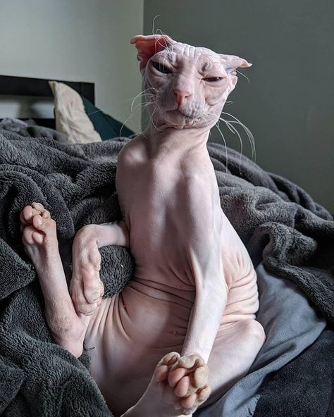 Cute Hairless Cat, Filmy Vintage, Ugly Cat, Sphinx Cat, Cats Wallpaper, Hairless Cat, Sphynx Cat, Cat Accessories, Cat Aesthetic