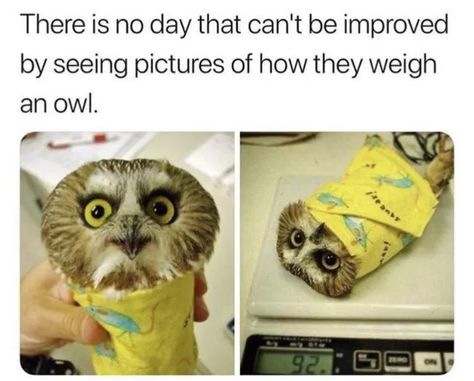 Funny Owl Pictures, Funny Owls, Owl Pictures, Just A Game, Secret Obsession, Animal Memes, Cute Funny Animals, Cute Photos, Best Memes