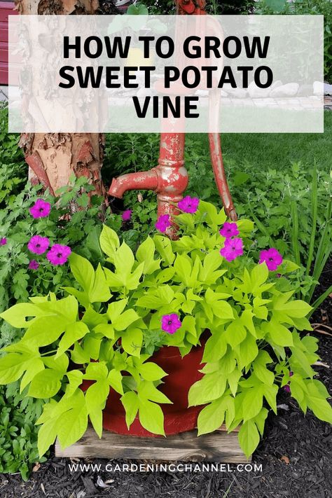 Purple Sweet Potato Vine Planters, Potato Vines In Pots, Sweet Potato Plants In Pots, Potatoe Plant, Grow Sweet Potato Vine, Sweet Potato Vine Planter, Sweet Potato Plant Vine, Potato Vine Planters, Potato Vine Plant