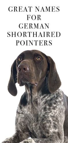 german shorthaired p  german shorthaired pointer names tall German Shorthaired Pointer Black, German Shorthaired Pointer Training, Gsp Dogs, Gsp Puppies, Short Haired Pointer, Female Dog Names, German Shorthaired Pointer Dog, Pointer Puppies, German Shorthair