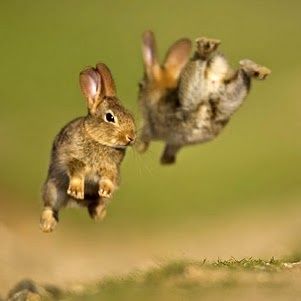 I get so excited!!! #bunny Baby Bunnies, Bunnies Playing, Funny Bunnies, Cute Animal Pictures, Sweet Animals, Animal Photo, 귀여운 동물, Cute Bunny, Kung Fu