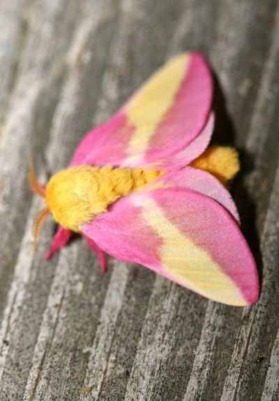 The Rosy Maple Moth is a very common moth in North Carolina. It belongs to the silkmoth family Saturniidae, which includes several of the world’s largest and showiest moths.    These moths are forest dwellers, as the caterpillars feed on a variety of trees, including maples. While the larvae are sometimes considered pests of trees due to their leaf munching habits, the adults are completely harmless. Unique Looking Bugs, Rosey Maple Moth Drawing, Rosie Maple Moth Tattoo, Moth Colorful, Fluffy Moths, Maple Moth, Pink Moth, Rosy Maple Moth, Colorful Moths