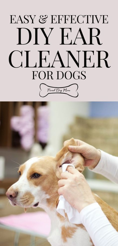 Diy Grooming Dogs, Doodle Ears Grooming, Dog Ear Itching Remedies, Cleaning Dogs Ears Diy, Clean Dogs Ears Diy, Dogs Ears Itching Remedies, Diy Dog Products, Dog Ear Cleaner Diy, Homemade Dog Ear Cleaner