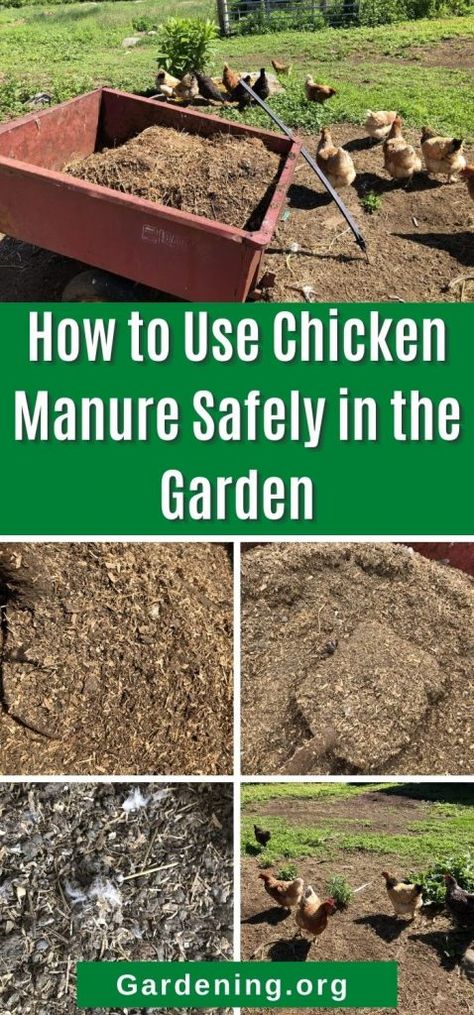 Chicken Fertilizer, Chicken Manure Compost, Urban Living Room Design, Chicken Composting, Manure Tea, Manure Composting, Cute Chicken Coops, Urban Living Room, Chicken Manure