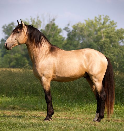 One of my favorite colors in my favorite breed.  This is Conquistador, a Lusitano stallion.  1.26.12 Lusitano Stallion, Buckskin Horse, Lusitano Horse, Cai Sălbatici, Horse Inspiration, Horse Dressage, Andalusian Horse, Most Beautiful Animals, Horse Crazy