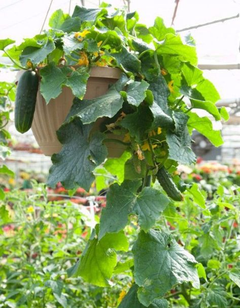 35 Creative Container Vegetable Garden Ideas - A Piece Of Rainbow Growing Cucumbers From Seed, Grow Cucumbers, Container Vegetables, Growing Cucumbers, Greenhouse Growing, Garden Veggies, Veg Garden, Container Gardening Vegetables, Greenhouse Gardening