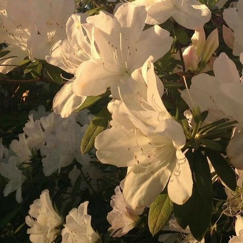 Light Acadamia, Tanaman Pot, Light Academia Aesthetic, Flower Icons, Aesthetic Light, Cream Aesthetic, Nothing But Flowers, Spring Aesthetic, Flower Aesthetic