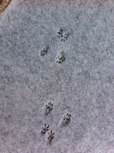 chipmunk tracks Concrete Stamping, Snow Tracks, Pet Garden, Animal Signs, Three Blind Mice, Animal Tracks, Stamped Concrete, Of Mice And Men, Grade 6