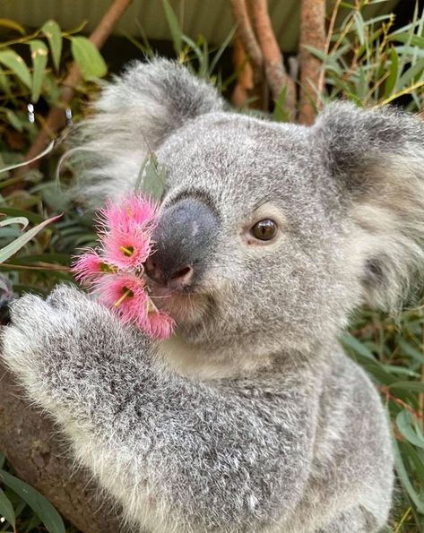 It’s Unusual To See Them Interact Like This: Surprised Zookeepers Share A Video Of A Koala And A Wombat Becoming Best Buddies During The Lockdown Koala Drawing, Cute Koala Bear, The Wombats, Australian Native Animals, Best Buddies, Australia Animals, Baby Koala, Australian Animals, Cute Animal Pictures