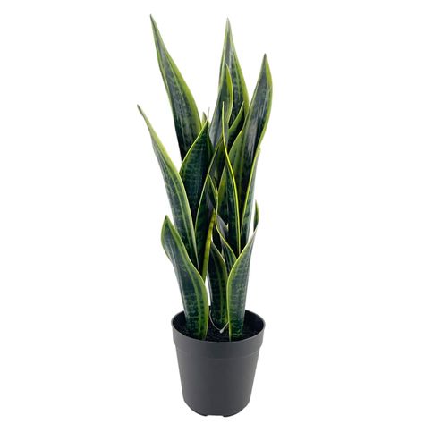 20" Potted Green Snake Plant by Ashland® | Michaels Santa Clara, Best Potted Plants, Snake Plant Care, Sansevieria Plant, Zen Den, Green Snake, Sunrooms, Iron Wire, Green Foliage