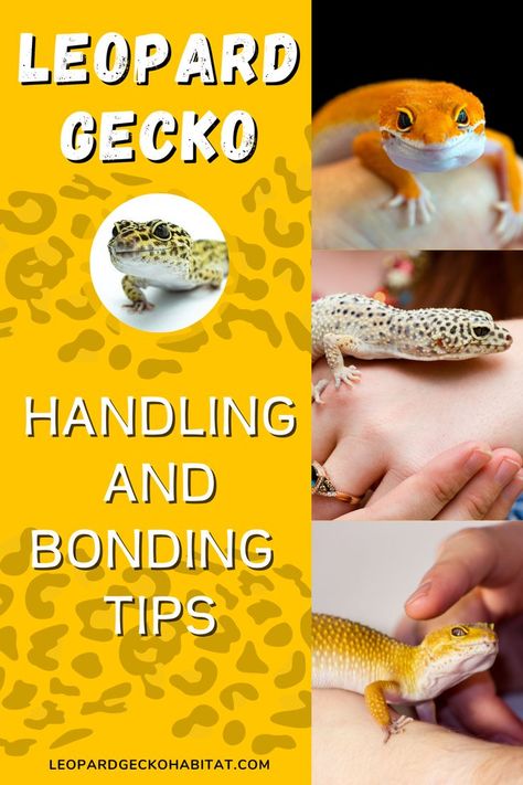 Leopard Geckos - Handling and Bonding tips. Got a new leopard gecko and wonding how to tame it? We have a few simple leopard gecko handling tips to help you tame your gecko so you and your new reptile pal bond and become friends. Get the best leopard gecko tips and tricks at the leopardgeckohabitat.com. Leopard Gecko Setup, Leopard Gecko Diy, Lepord Gecko, Leopard Gecko Cute, Leopard Gecko Terrarium, Leopard Gecko Habitat, Leopard Gecko Tank, Leopard Gecko Care, Lizard Habitat