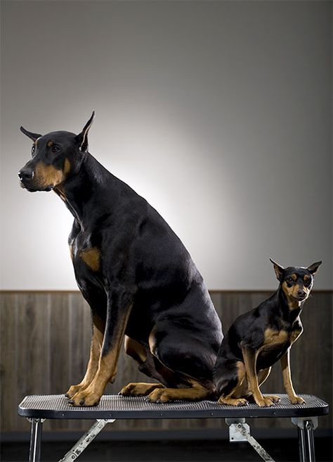 Miniature Pinscher Dog Breed Information, Pictures, Characteristics & Facts…                                                                                                                                                                                 More Perro Doberman Pinscher, Miniature Doberman Pinscher, Miniature Doberman, Mini Doberman, Miniature Dog Breeds, Regard Animal, Miniature Pinscher Dog, Dog Breeds Pictures, Mini Pinscher