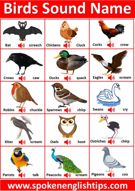 Hay! Are you looking for birds sound names in English? Here you will get a ... Continue reading... Save Animals Quotes, Birds Name List, Names Of Birds, Animals Quotes, Indian Roller, Birds Voice, Bird Sounds, Writing Voice, Eastern Screech Owl