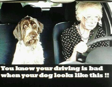 Lol Funny Animal Pictures, Funny Dogs, Tierischer Humor, Dog Grandma, Bad Drivers, Demotivational Posters, Man Humor, Cute Funny Animals, Funny Cute