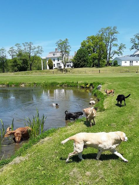 Dog parks are a popular way to provide exercise and enrichment, especially for dogs living in large urban areas. Although many dog trainers (myself included) aren’t big fans of dog parks, they are something that many dog parents love. Dog Farm Ideas, Dog In Backyard, Backyard Animal Sanctuary, Dogs In Garden, Animal Sanctuary Design, Animal Volunteer Aesthetic, Dog Shelter Aesthetic, Dog Sanctuary Ideas, Dog Park Aesthetic