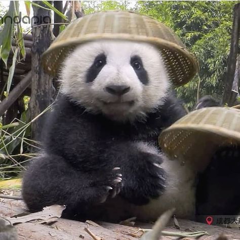 Panda lovers❤ on Instagram: “🐼Do I look good in this hat?😁😍❤ 🐼🐼🐼🐼🐼🐼🐼🐼🐼🐼🐼🐼🐼🐼🐼 Follow 👉@panda_loversworld 💖💕 Follow 👉@panda_loversworld 💕💖 🐼🐼🐼🐼🐼🐼🐼🐼🐼🐼🐼🐼🐼🐼🐼 #pandaworld…” Pandas, Funny Panda Pictures, Panda Bebe, Baby Panda Bears, Raccoon Funny, Panda Funny, Panda Wallpapers, Really Cute Dogs, Panda Love