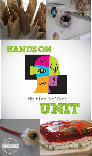 FREE Five Senses Unit for preschool, kindergarten, homeschool - so many fun, hands on science activities for kids to explore taste, smell, see, hear, and feel. GREAT IDEAS! Eye Science, Skeletal System Project, Ear Model, Model Anatomy, Human Body Unit Study, 5 Senses Activities, Cell Science, Anatomy Science, Human Body Projects